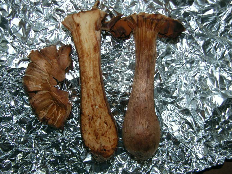 Gaspy  tornato e subito un Cortinarius